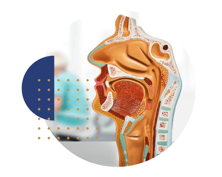 Anatomia do septo nasal - Ilustração médica